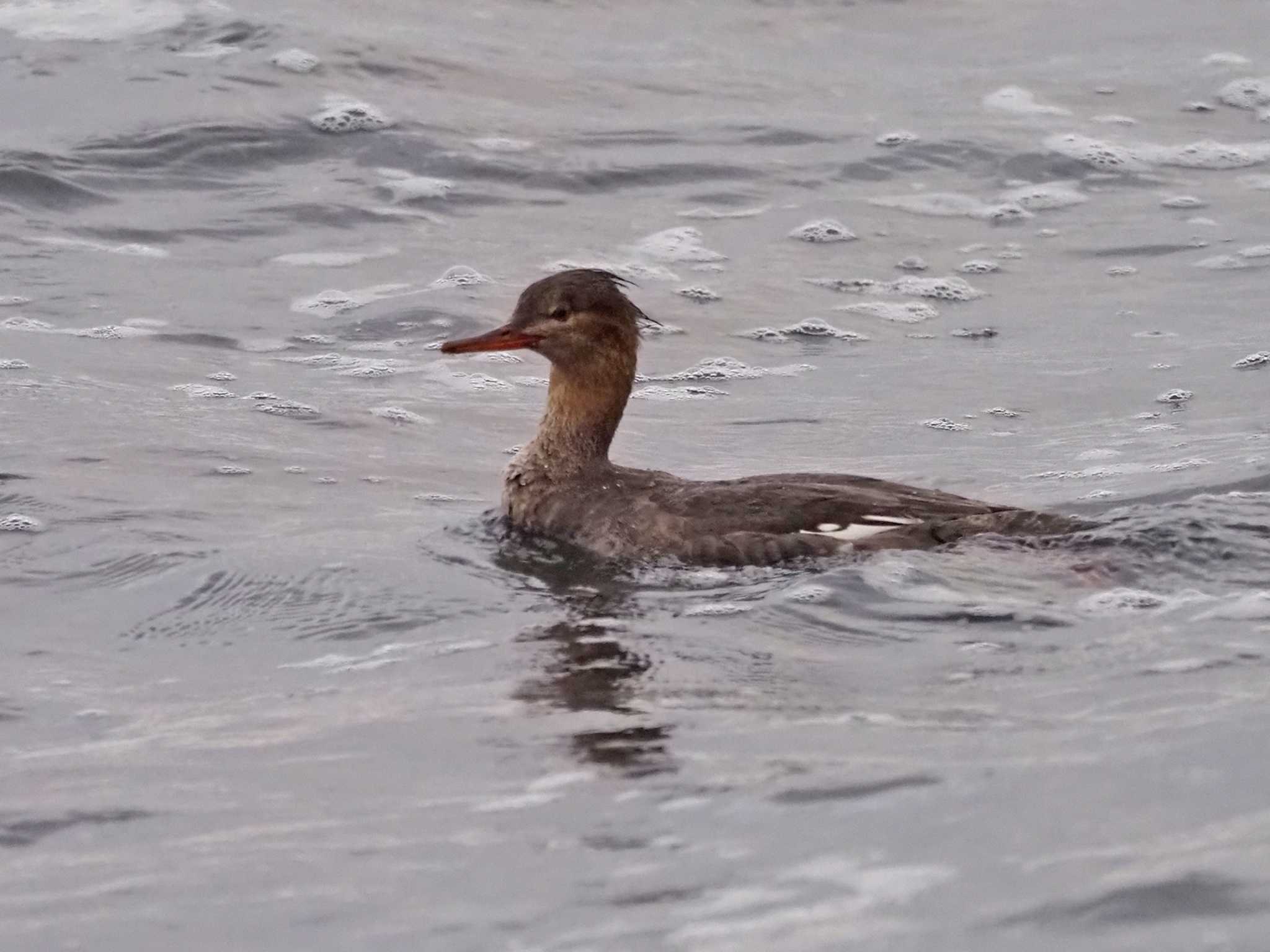 Red-breasted Merganser