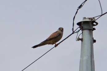 2018年3月12日(月) 石垣島の野鳥観察記録