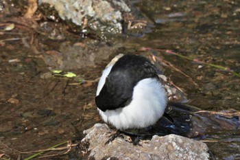 2022年12月19日(月) 江津湖の野鳥観察記録