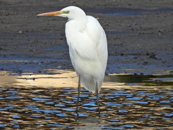 Great Egret 苧ヶ瀬池 Fri, 12/23/2022