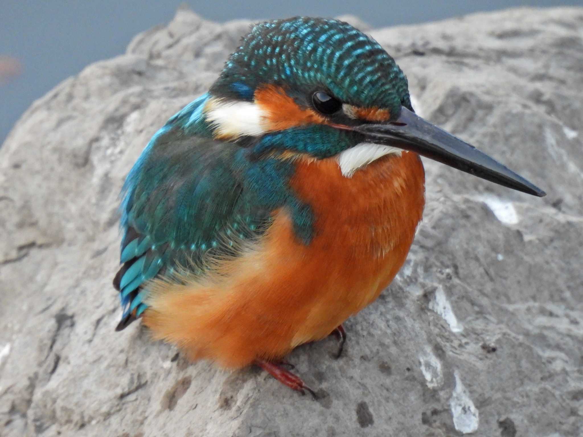 Photo of Common Kingfisher at 苧ヶ瀬池 by 寅次郎