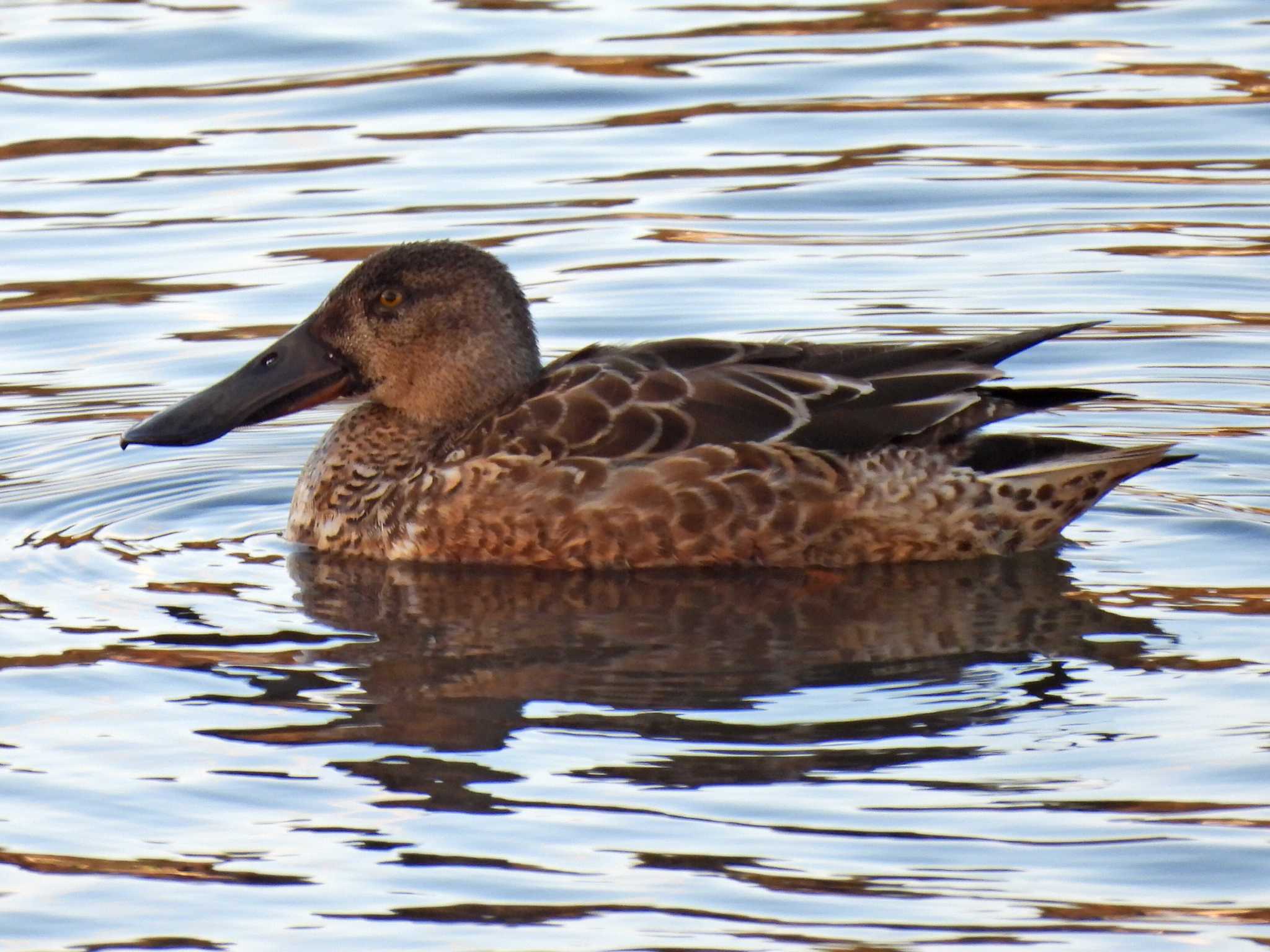 Photo of Northern Shoveler at 苧ヶ瀬池 by 寅次郎