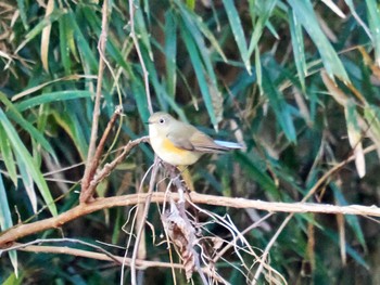 Red-flanked Bluetail 高崎自然の森 Fri, 12/23/2022