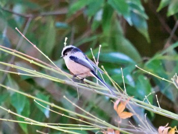 Long-tailed Tit 高崎自然の森 Fri, 12/23/2022