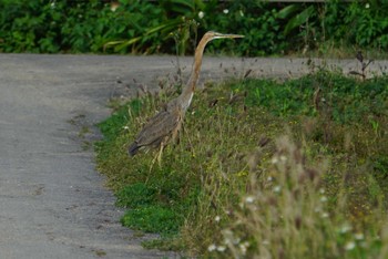 Purple Heron Ishigaki Island Tue, 3/13/2018