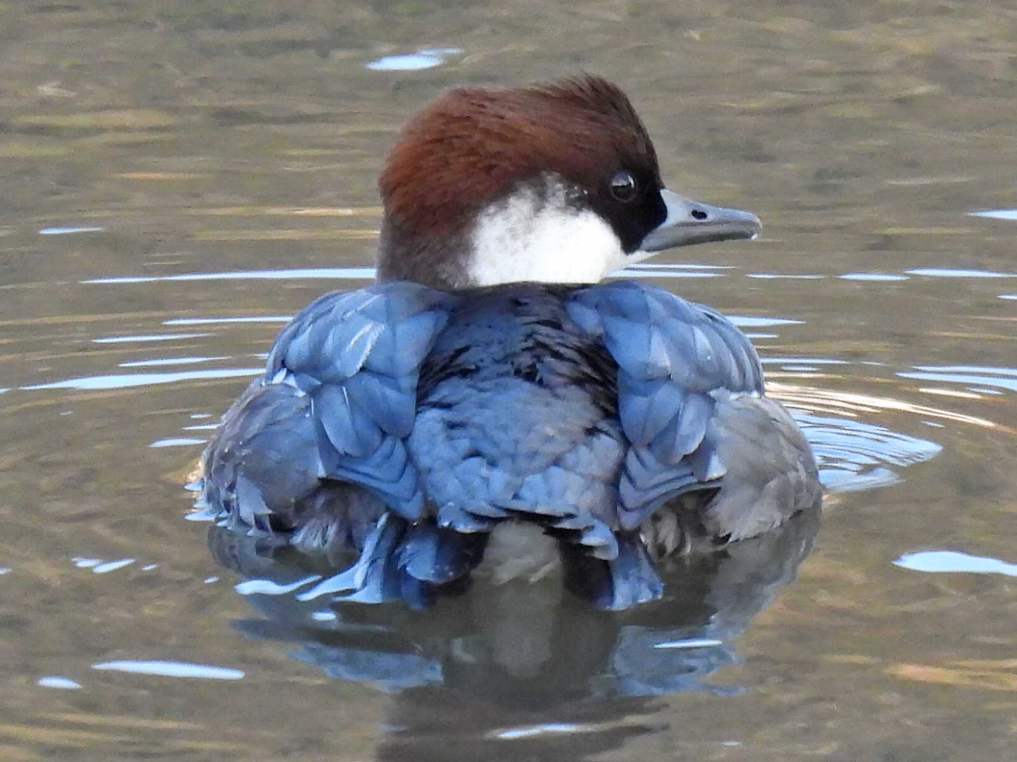 Photo of Smew at 苧ヶ瀬池 by 寅次郎