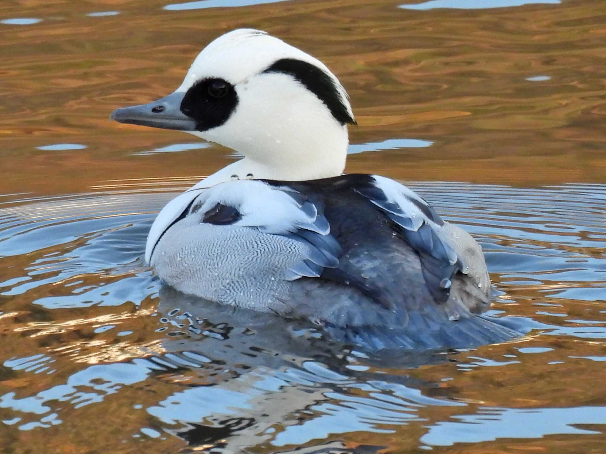 Photo of Smew at 苧ヶ瀬池 by 寅次郎