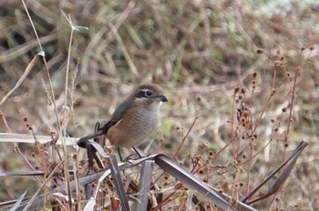 Tue, 12/20/2022 Birding report at 江津湖