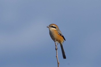 Bull-headed Shrike 杭瀬川スポーツ公園 Tue, 12/6/2022