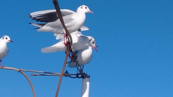2022年12月24日(土) 清水港(静岡県)の野鳥観察記録