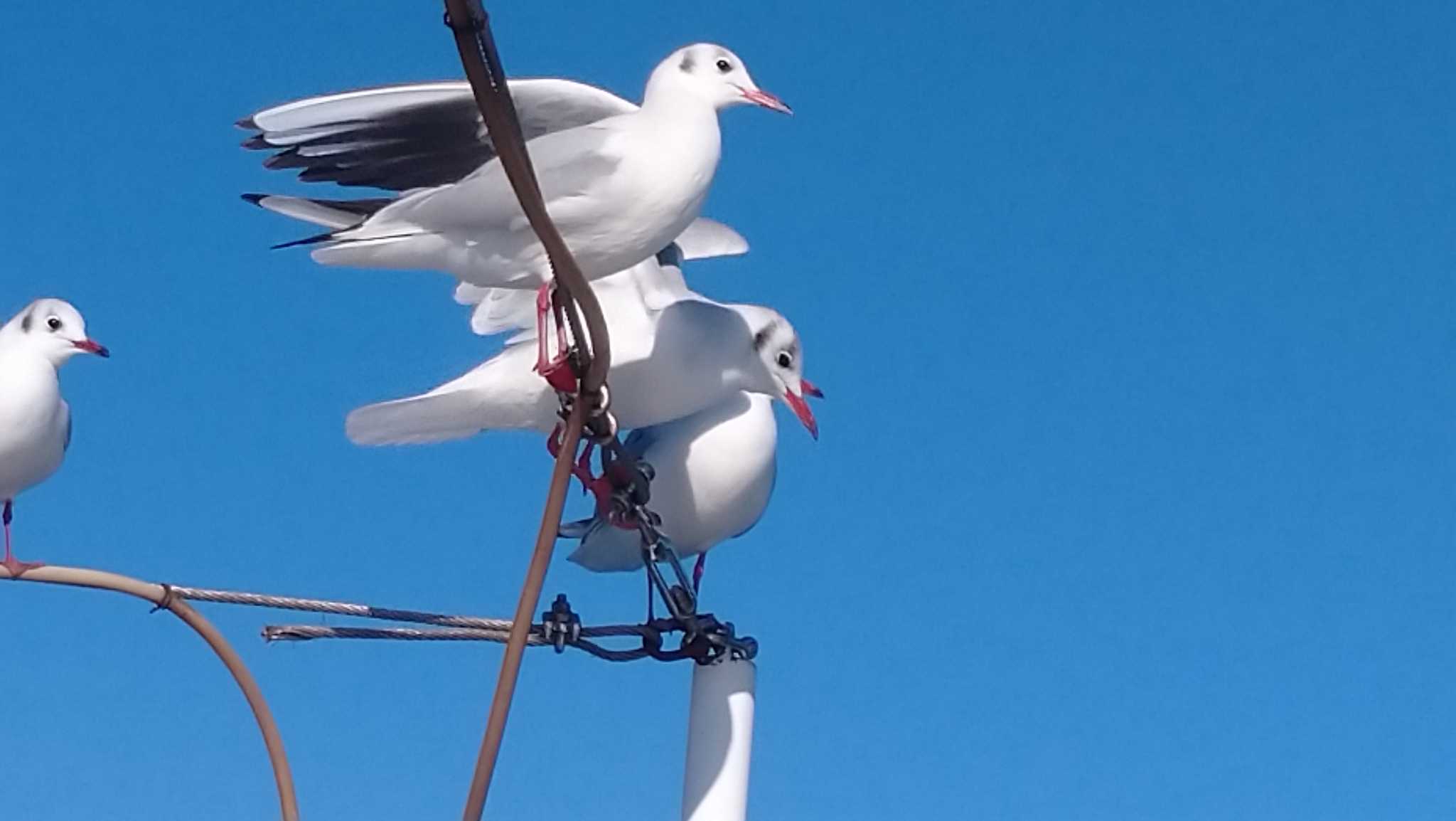 Photo of Black-headed Gull at 清水港(静岡県) by つちいなご