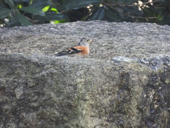 2022年12月24日(土) 大阪城公園の野鳥観察記録