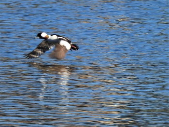 2022年12月24日(土) 多摩川の野鳥観察記録
