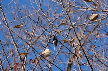 2022年12月24日(土) 船橋法典の野鳥観察記録