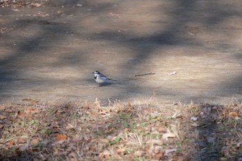 2022年12月24日(土) 千葉県立行田公園の野鳥観察記録