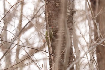 2022年11月24日(木) 大沼公園(北海道七飯町)の野鳥観察記録