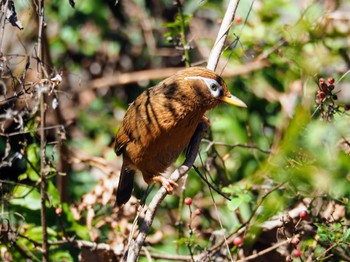 2022年12月24日(土) 早戸川林道の野鳥観察記録