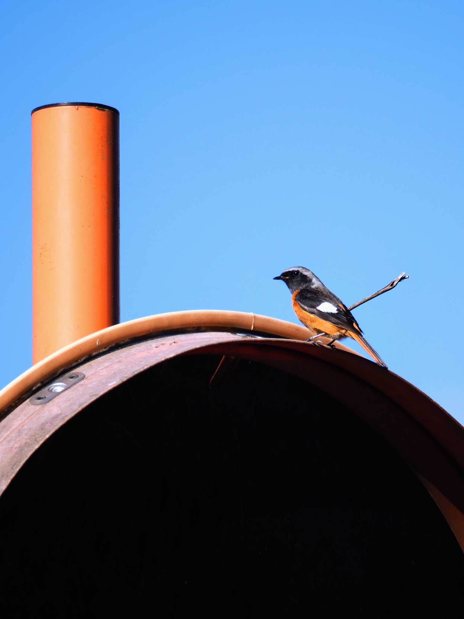 Daurian Redstart