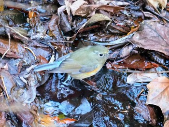 Red-flanked Bluetail Hayatogawa Forest Road Sat, 12/24/2022