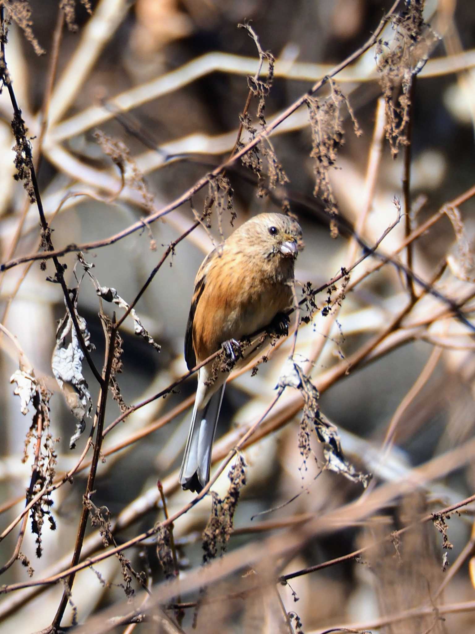 Siberian Long-tailed Rosefinch