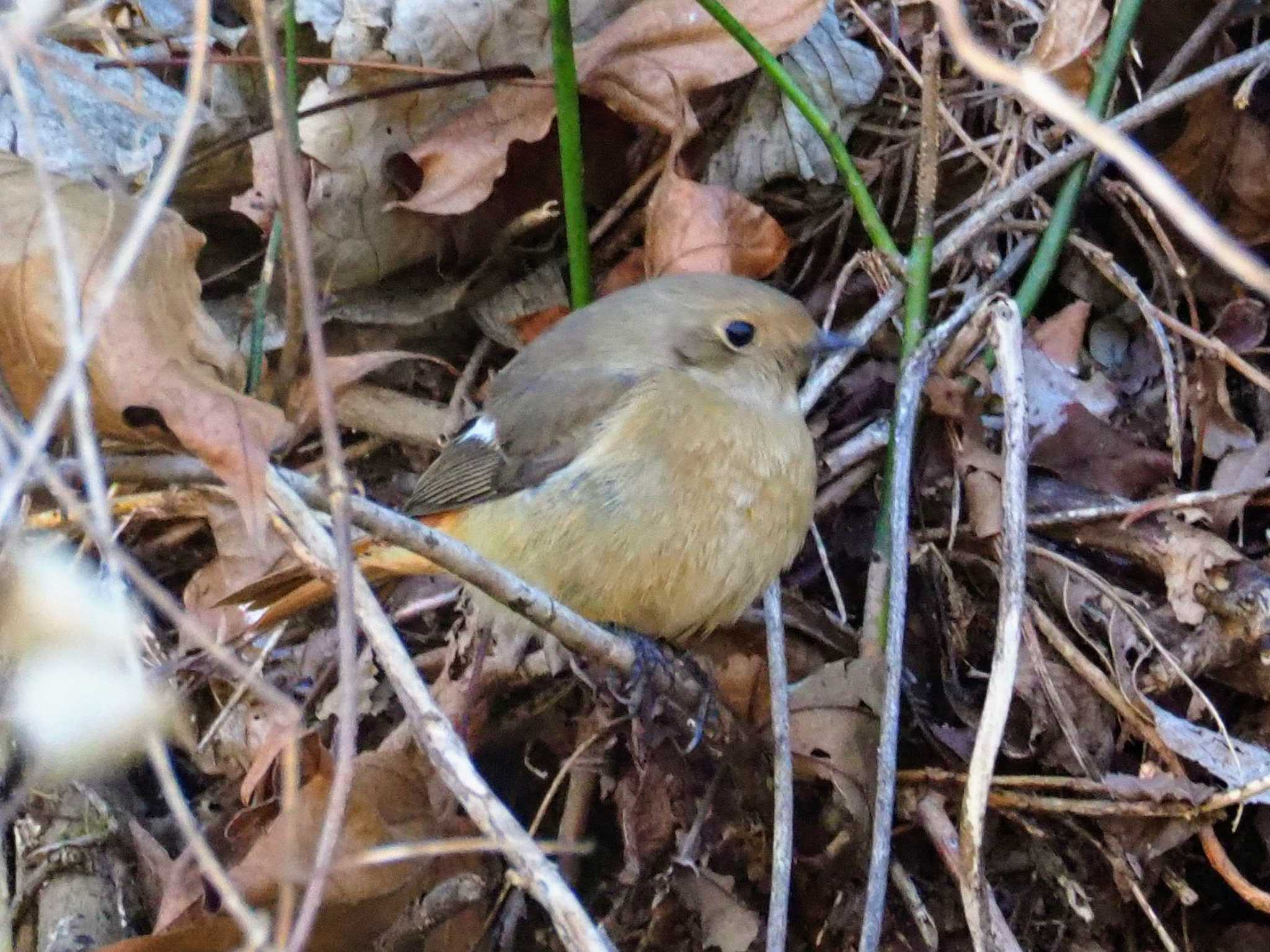 Daurian Redstart