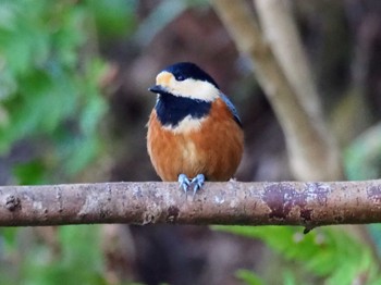 Varied Tit Hayatogawa Forest Road Sat, 12/24/2022