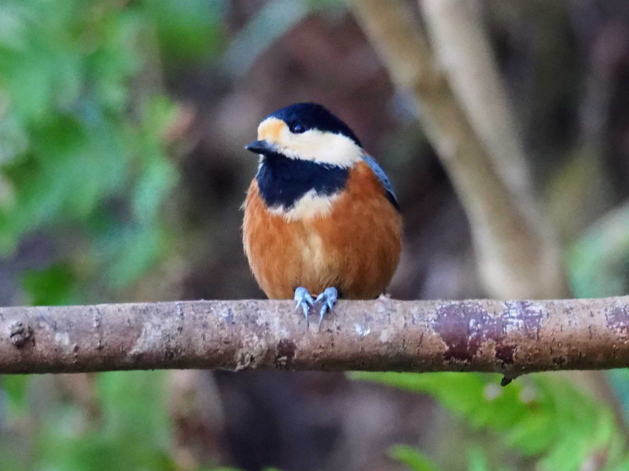 Photo of Varied Tit at Hayatogawa Forest Road by とろろ