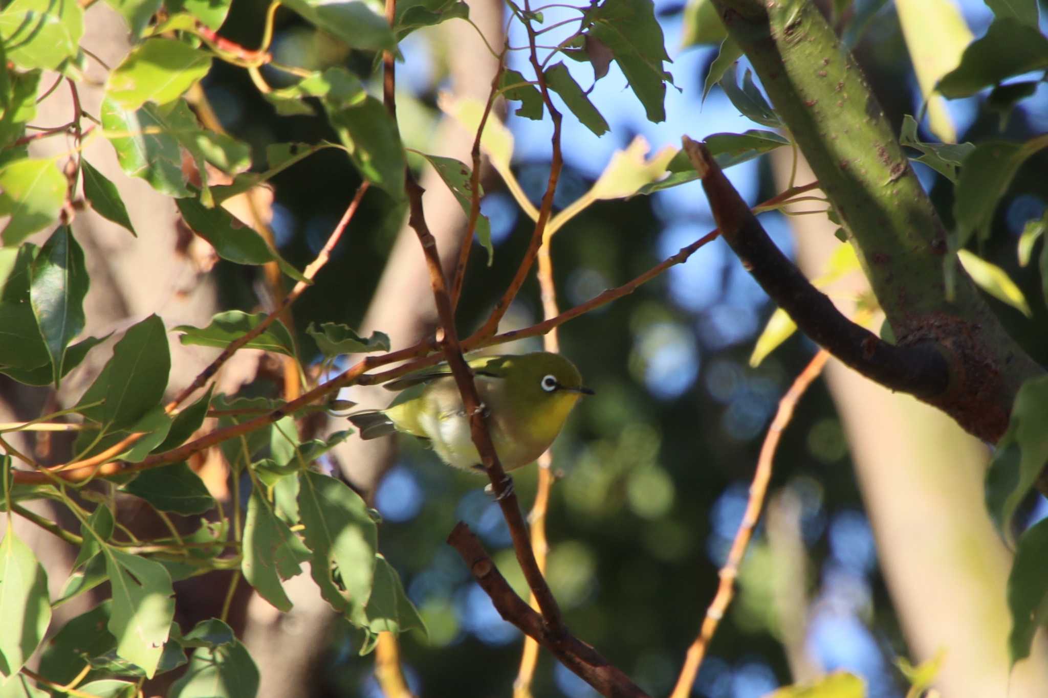 Photo of Warbling White-eye at 宮崎県都城市神柱公園 by momochan