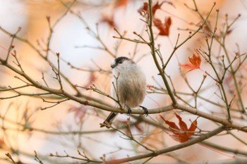 2022年12月10日(土) 四季の森公園(横浜市緑区)の野鳥観察記録