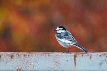 White Wagtail 国会前庭 Sat, 12/24/2022