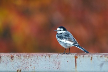 2022年12月24日(土) 国会前庭の野鳥観察記録