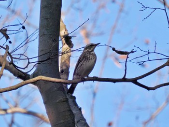 Dusky Thrush 高崎自然の森 Fri, 12/23/2022