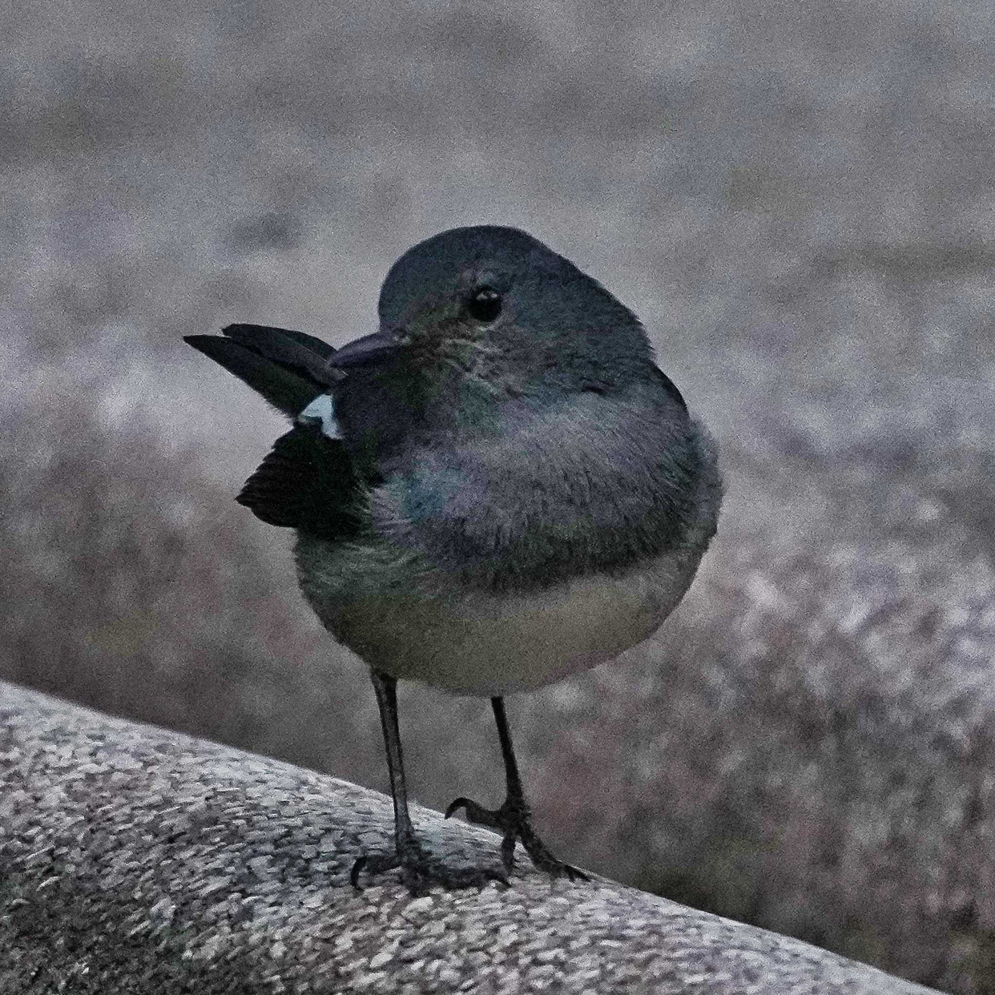 Photo of Oriental Magpie-Robin at 九龍公園 by span265