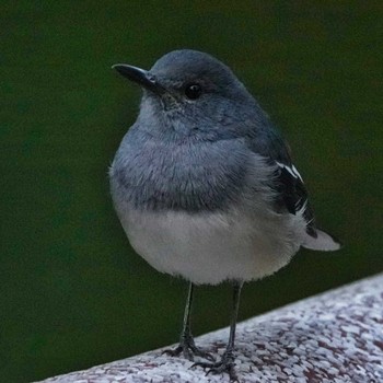 Oriental Magpie-Robin 九龍公園 Mon, 12/19/2022