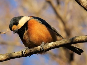 Varied Tit 松戸市 Sat, 12/24/2022