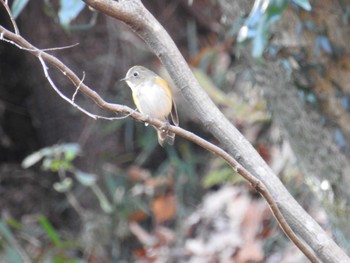 2022年12月24日(土) 薬師池公園の野鳥観察記録