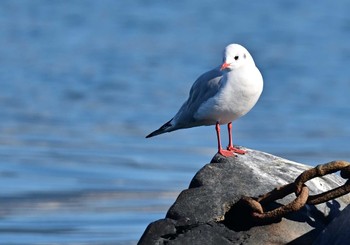 2022年12月24日(土) 富士市の野鳥観察記録