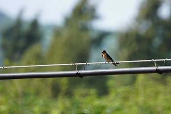 2018年3月13日(火) 石垣島の野鳥観察記録