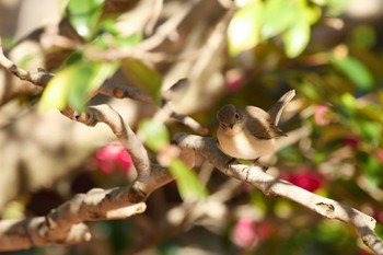 2022年12月24日(土) 大阪城公園の野鳥観察記録