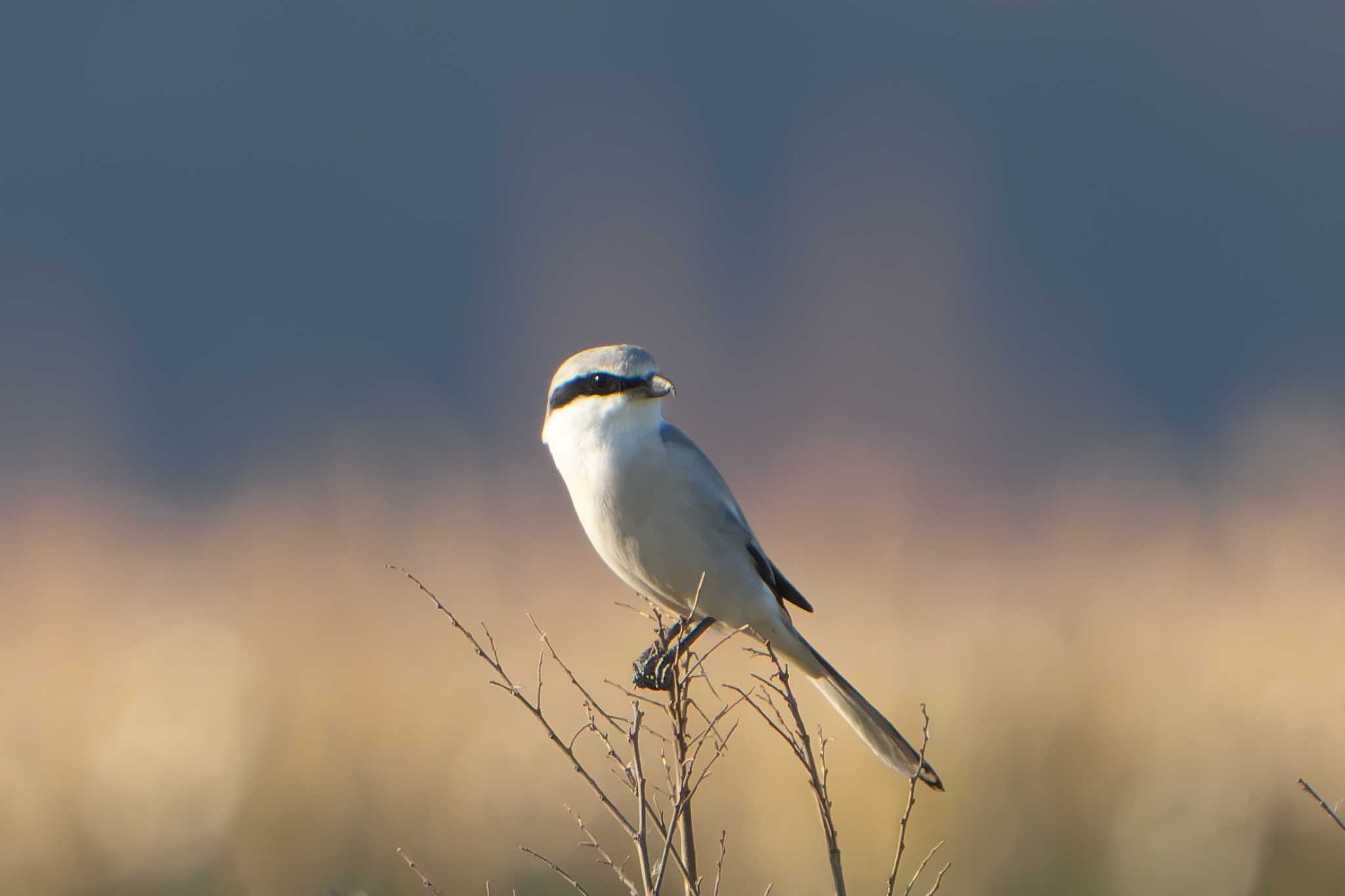 Chinese Grey Shrike