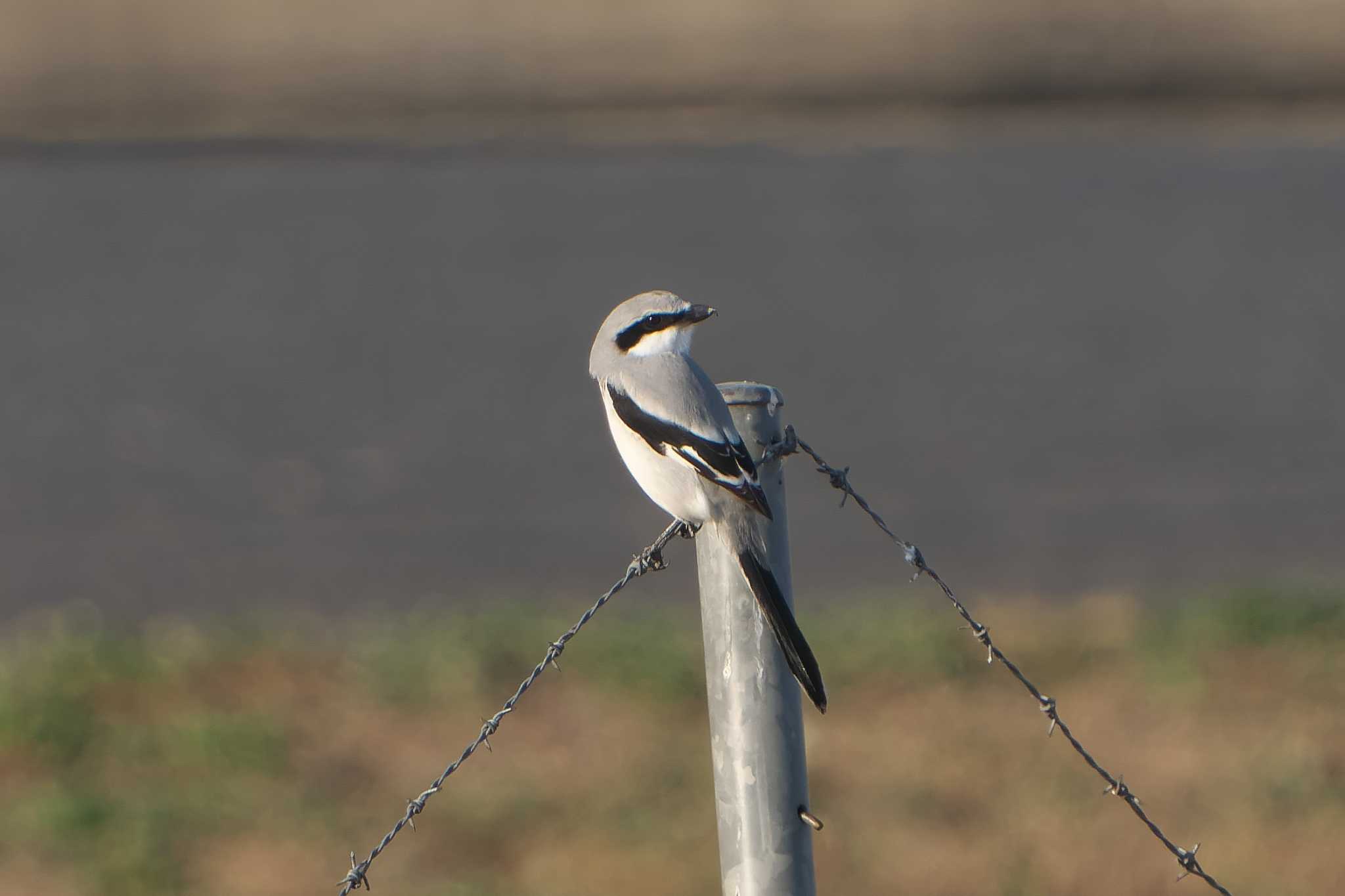 Chinese Grey Shrike