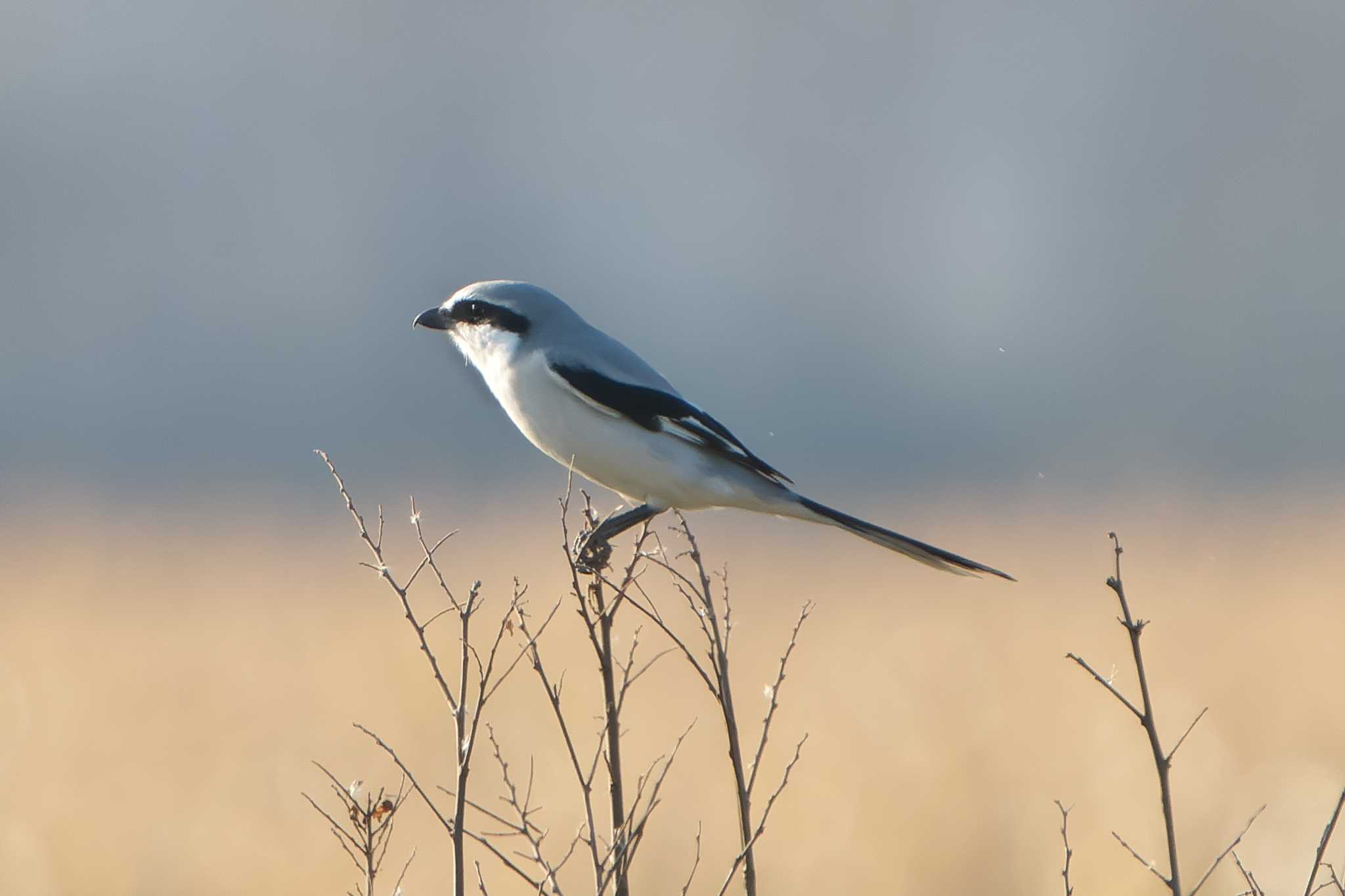 Chinese Grey Shrike