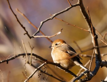 2022年12月24日(土) 舞岡公園の野鳥観察記録