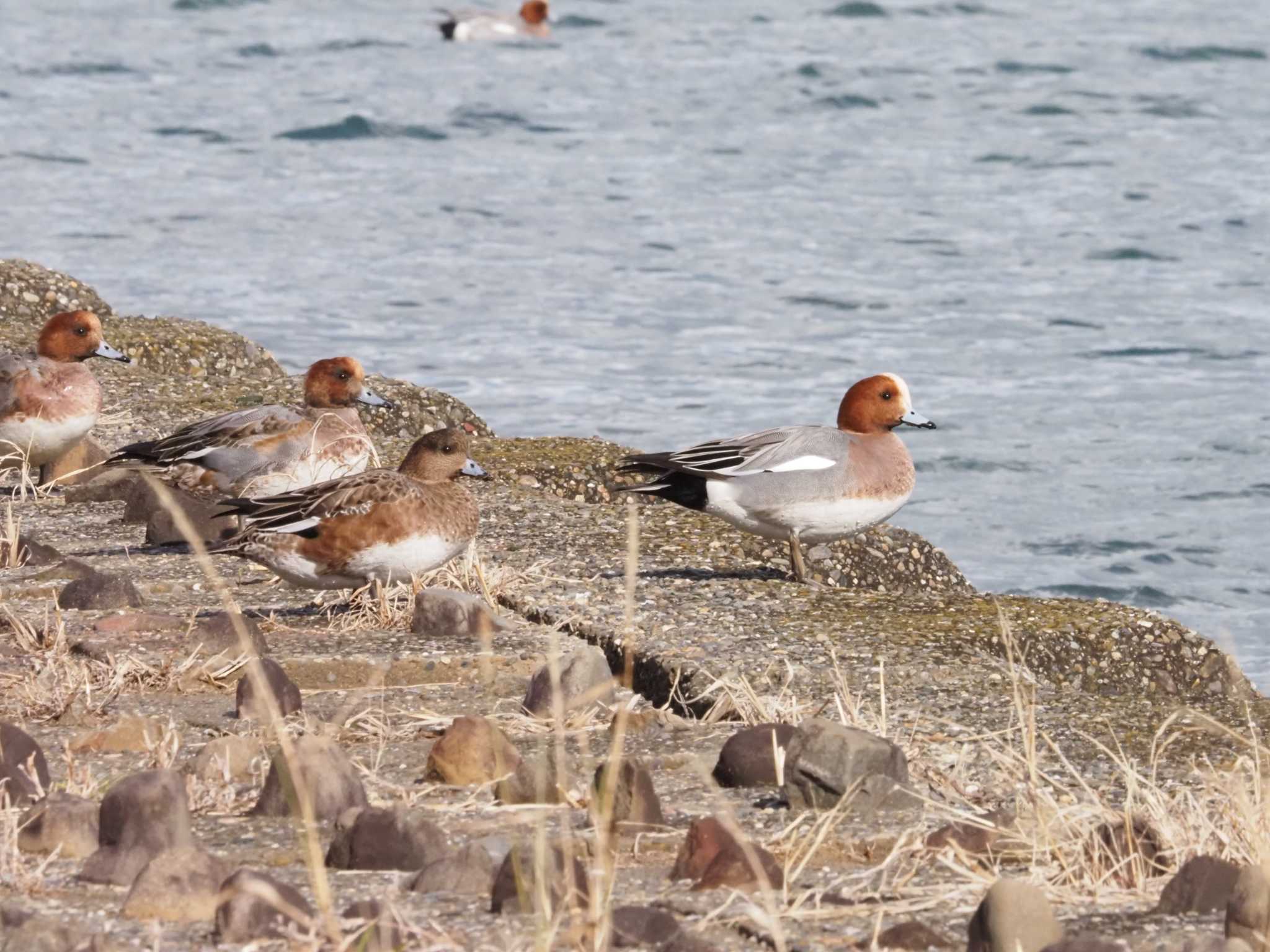 Photo of Eurasian Wigeon at 男里川 by マル