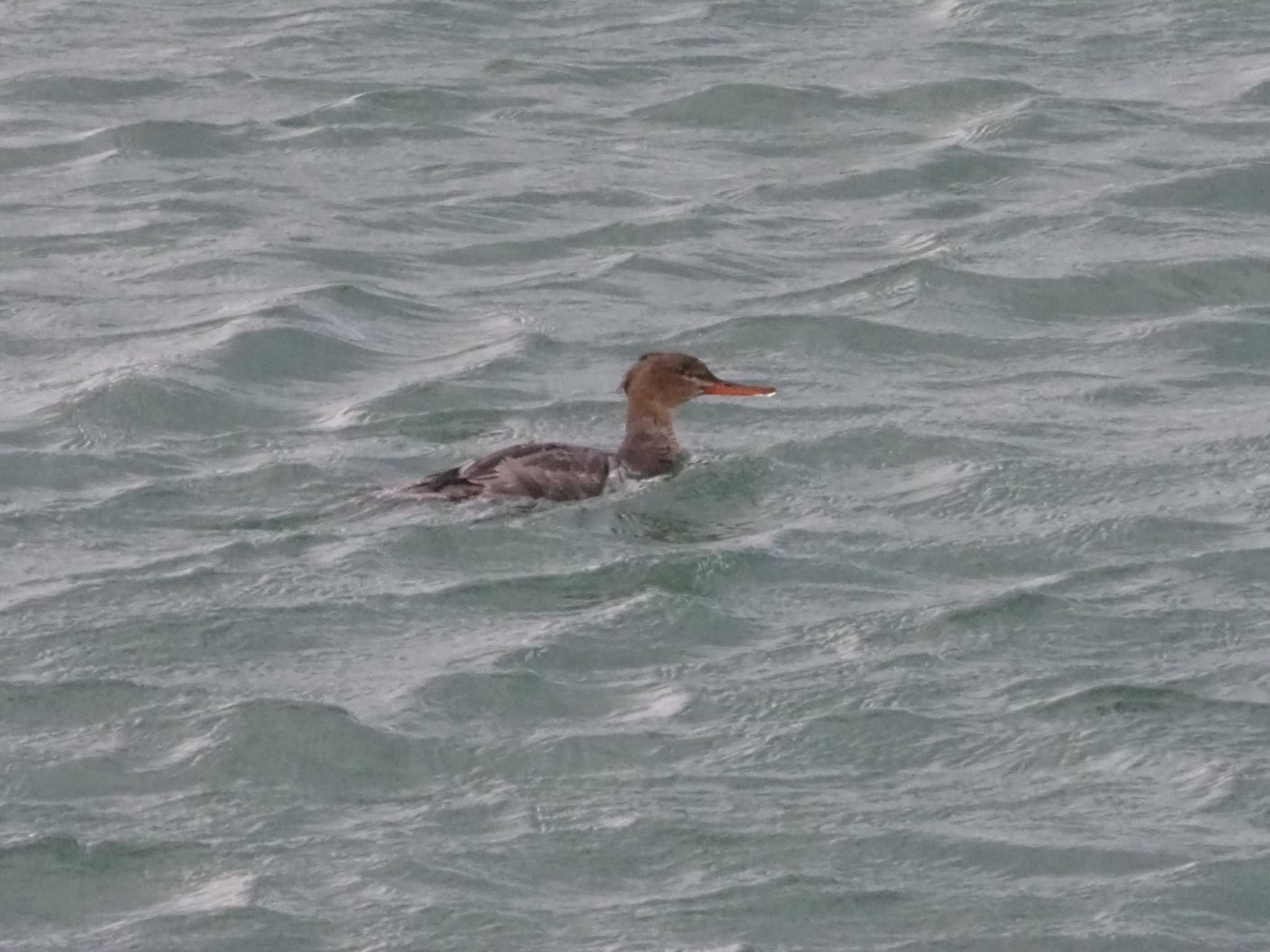 Photo of Red-breasted Merganser at 男里川 by マル