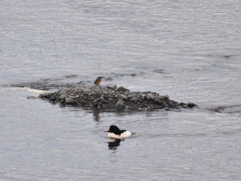 2022年12月22日(木) 相模川の野鳥観察記録