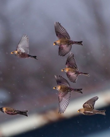 2022年12月24日(土) 野辺山高原の野鳥観察記録