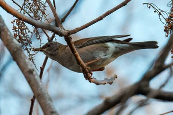 Pale Thrush Miyagi Kenminnomori Sat, 12/24/2022