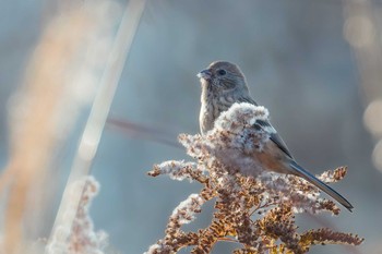 Siberian Long-tailed Rosefinch Miyagi Kenminnomori Sat, 12/24/2022