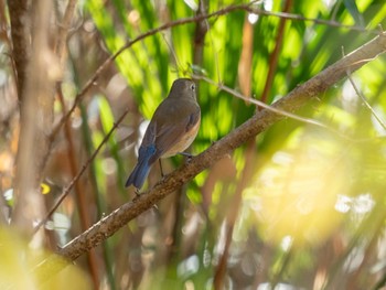 Red-flanked Bluetail 八丁湖 Sat, 12/24/2022